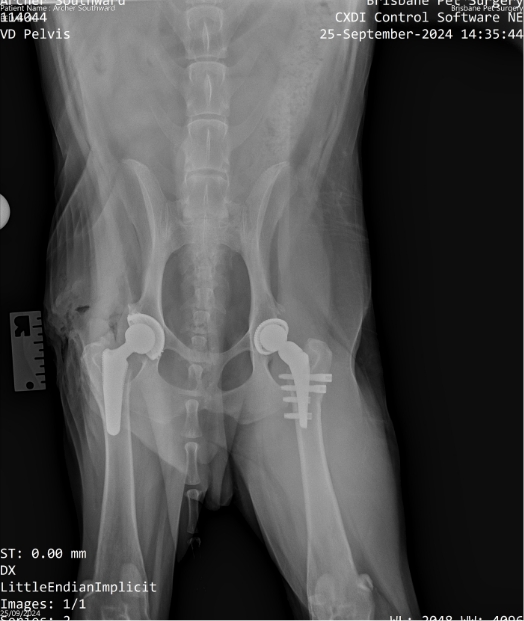 Dog Hip Replacement