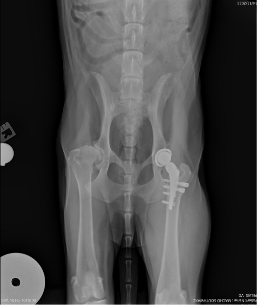 Dog Hip Dysplasia