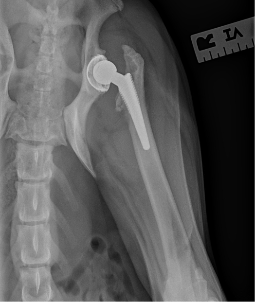 Canine Hip Dysplasia