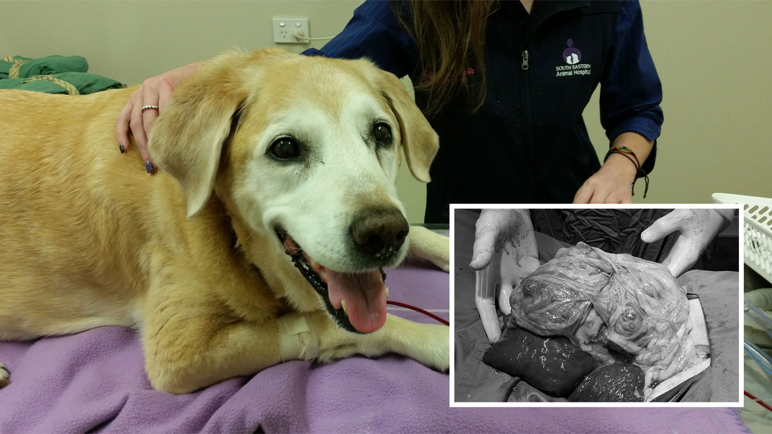 How long can my dog live with spleen cancer