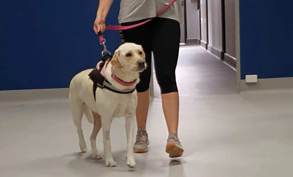 Molly – 2 Year Old Labrador Diagnosed with a Torn ACL