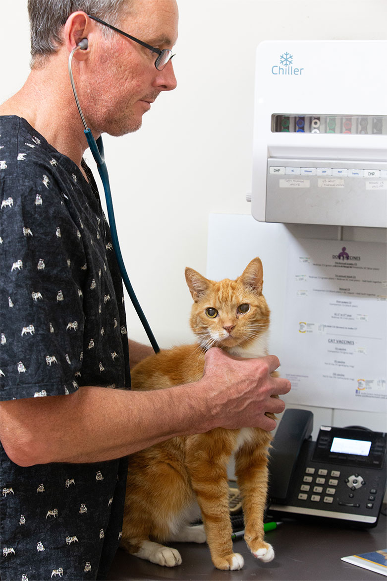 Tenterfield Terrier The Blackburn Vet Vic