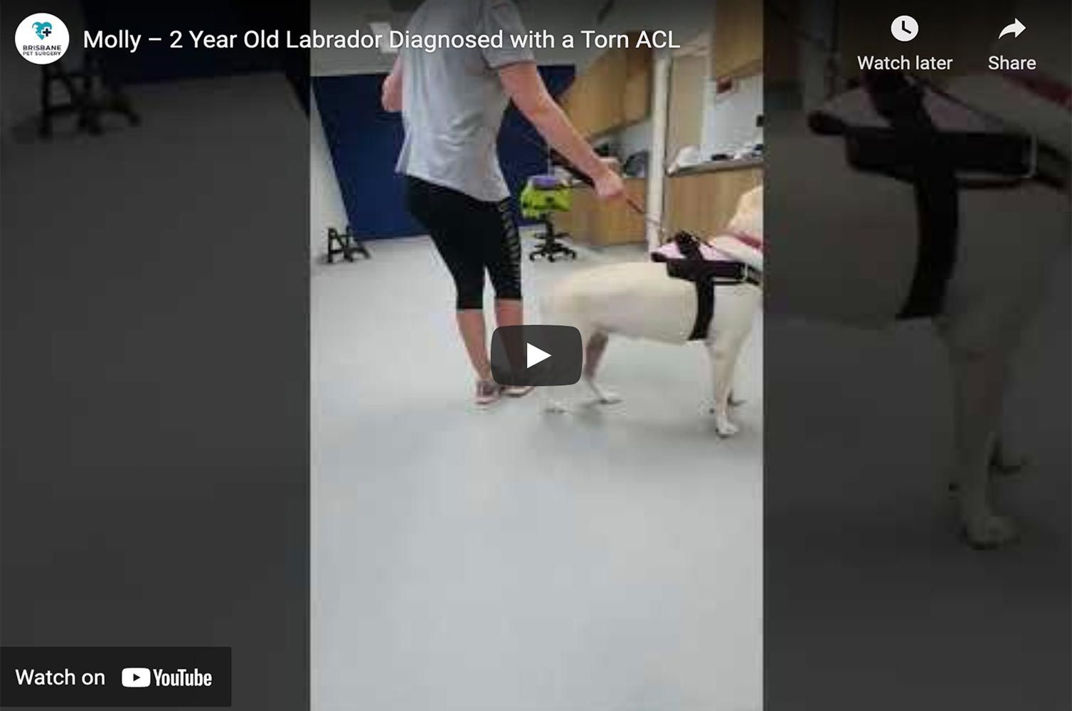 how much does an acl surgery for a dog cost